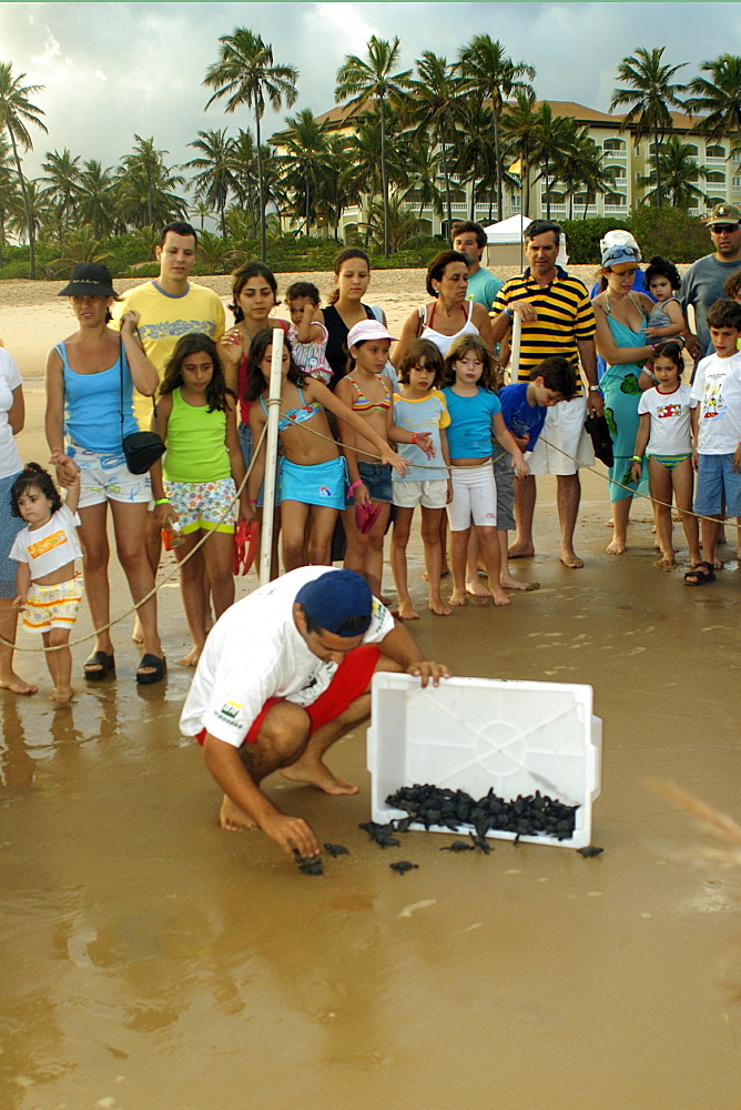 Curious children and parents observe olive ridley turtle hatchling (Lepidochelys olivacea) being released into the ocean, Costa do Sauipe, Bahia, Brazil, South America                