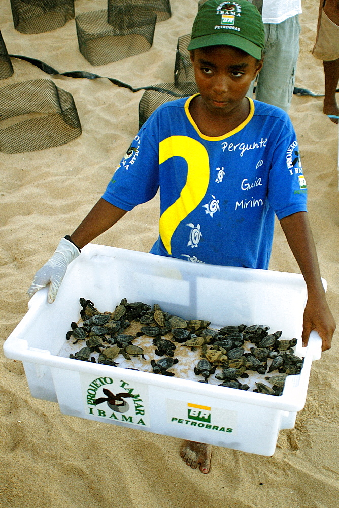 Young volunteer displays bin with loggerhead turtle (Caretta caretta) hatchlings prior to release into the ocean, Center for sea turtle protection, TAMAR project, Praia do Forte, Bahia, Brazil, South America