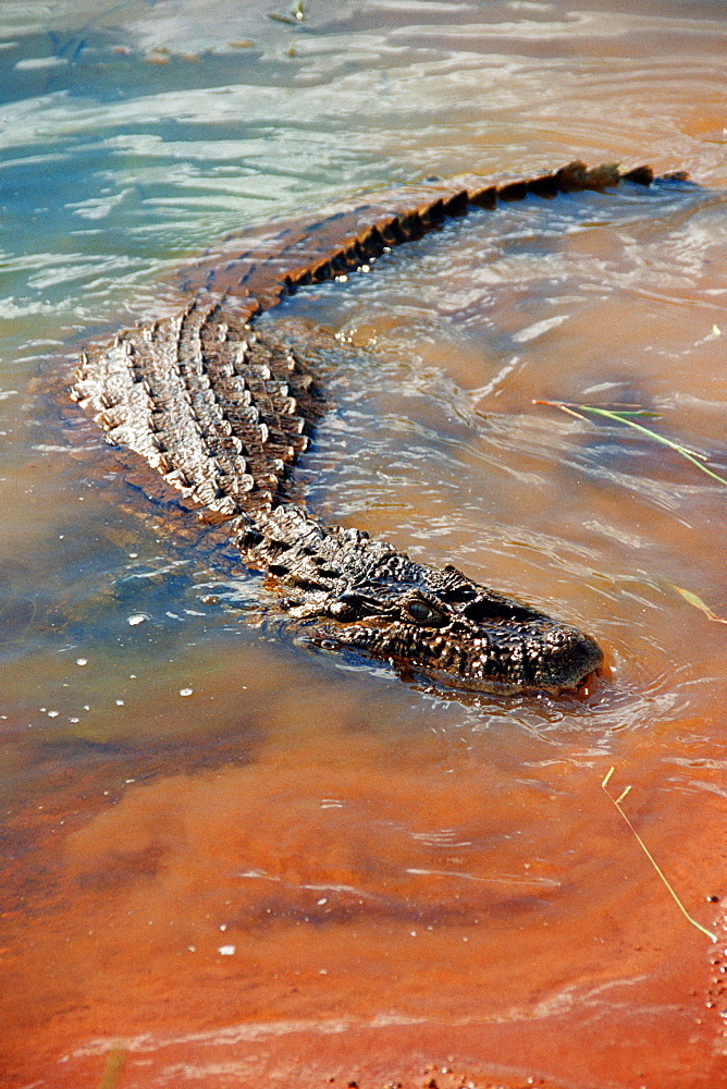 Alligator (Caiman yacare), Bonito, Mato Grosso do Sul, Brazil, South America