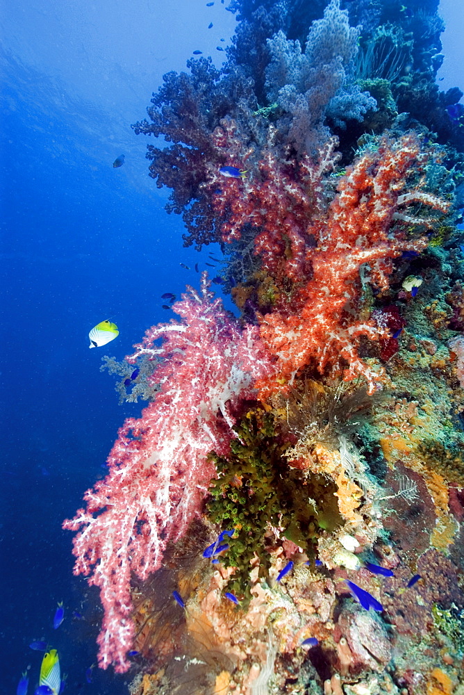 Mast encrusted with soft coral (Dendronephthya sp.), Shinkoku Maru, Truk lagoon, Chuuk, Federated States of Micronesia, Caroline Islands, Micronesia, Pacific Ocean, Pacific