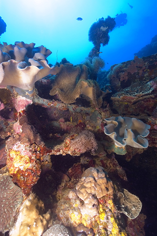 Large diversity of soft and hard corals growing over the external structure of the Shinkoku Maru, Truk lagoon, Chuuk, Federated States of Micronesia, Caroline Islands, Micronesia, Pacific Ocean, Pacific