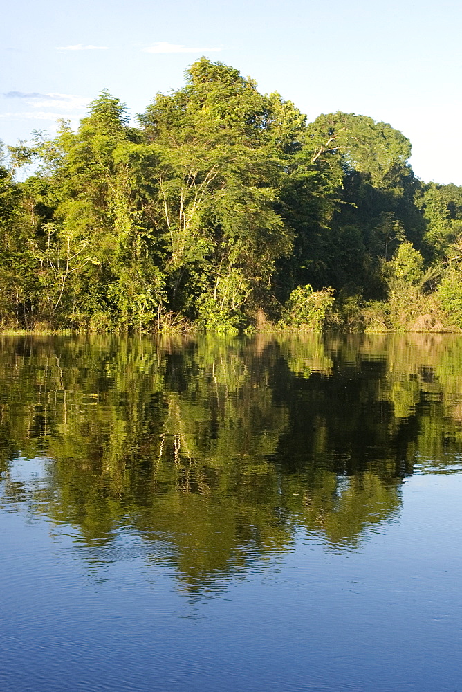 Flooded tropical rain forest, Mamiraua sustainable development reserve, Amazonas, Brazil, South America