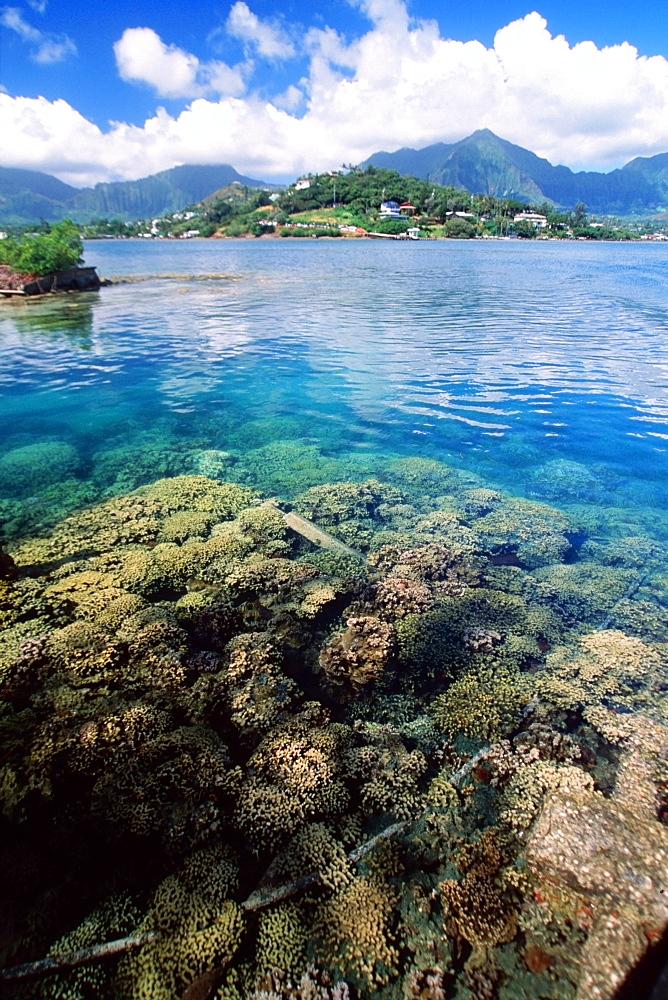 Hard coral and Koolau mountains, Hawaii Institute of Marine Biology, Coconut Island, Oahu, Hawaii, United States of America, Pacific