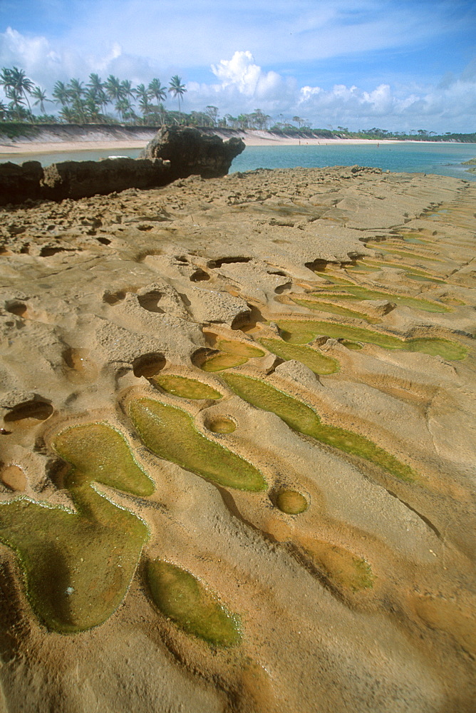 Natural limestone reef formations with beach in the background, Muro Alto, Pernambuco, Brazil, South America