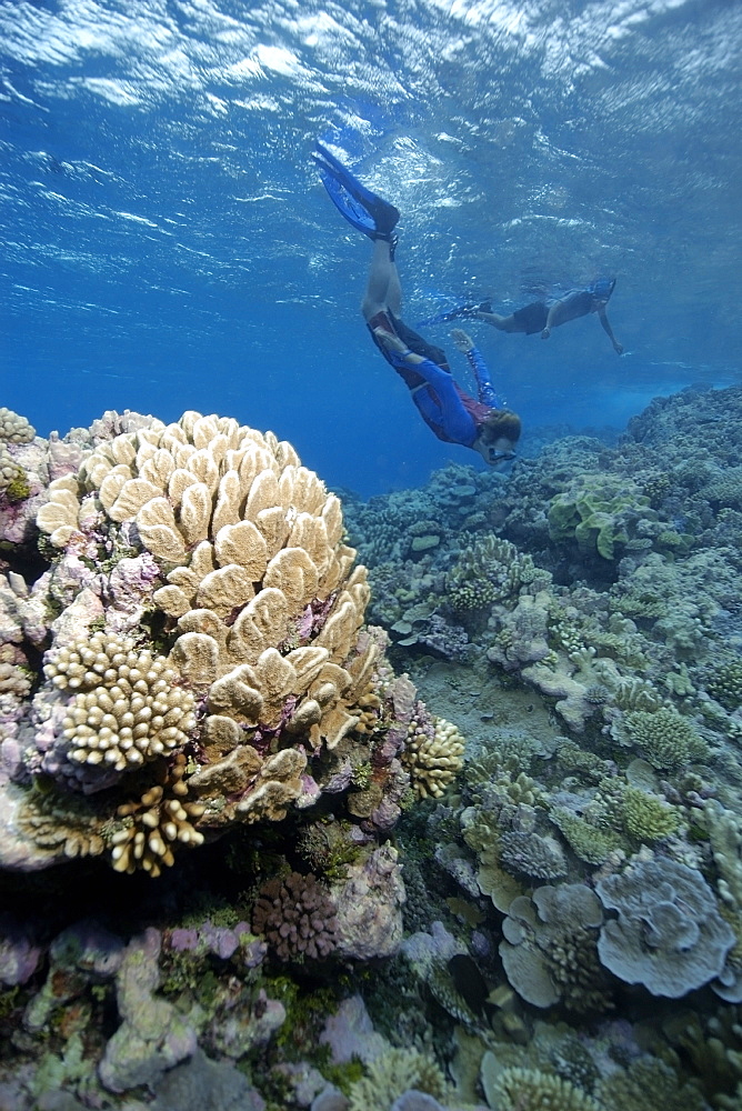 Free divers explore the pristine reef, Jaboan, Rongelap, Marshall Islands, Micronesia, Pacific