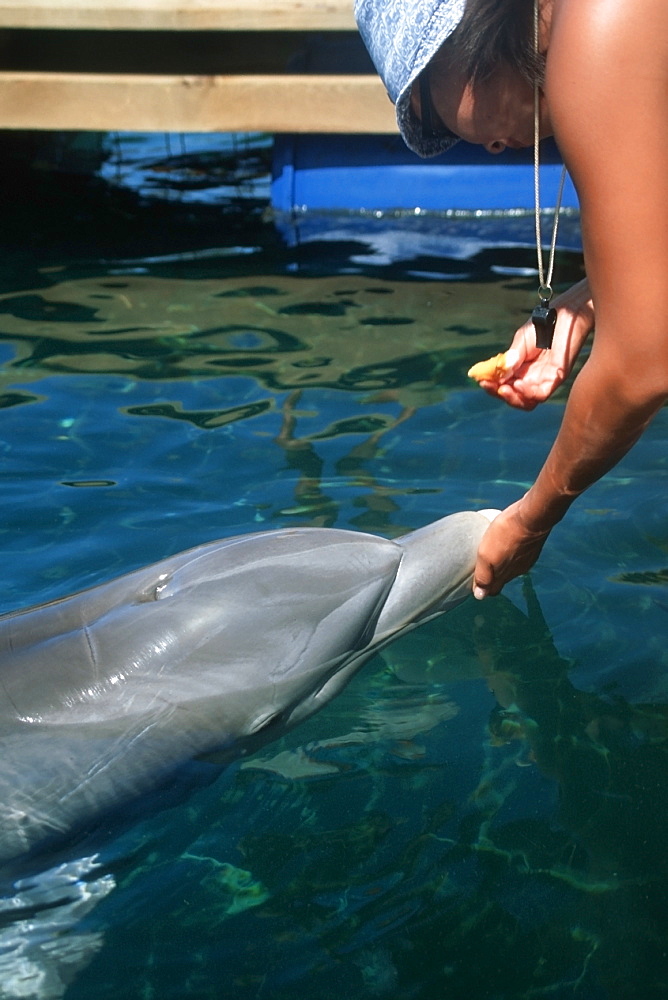 Bottlenose dolphin (Tursiops truncatus) receives medical care from trainer, Marine mammal research center, Hawaii Institute of Marine Biology, Oahu, Hawaii, United States of America, Pacific