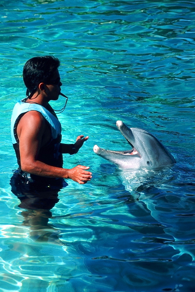 Bottlenose dolphin (Tursiops truncatus) and trainer, Hawaii's Sea Life Park, Oahu, Hawaii, United States of America, Pacific