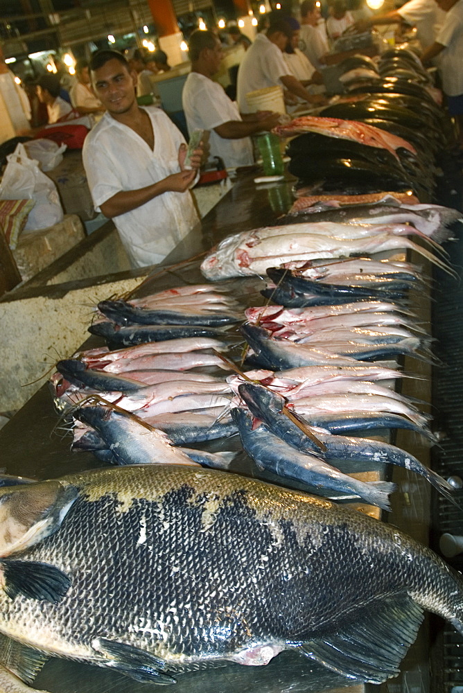 Freshwater fish including black tambaqui (Colossoma macropomum) for sale at riverside fish market, Manaus, Amazonas, Brazil, South America