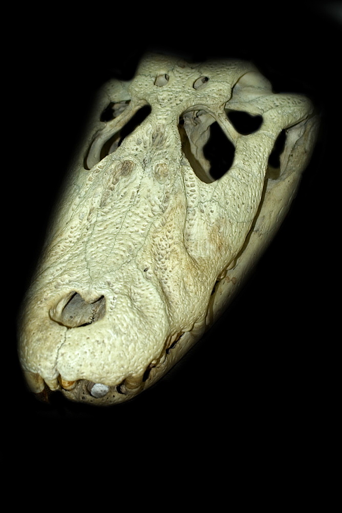 Alligator skull, Manaus, Amazonas, Brazil, South America