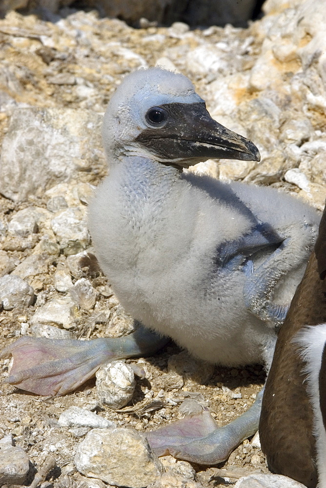 Brown booby (Sula leucogaster) chick, St. Peter and St. Paul's rocks, Brazil, South America