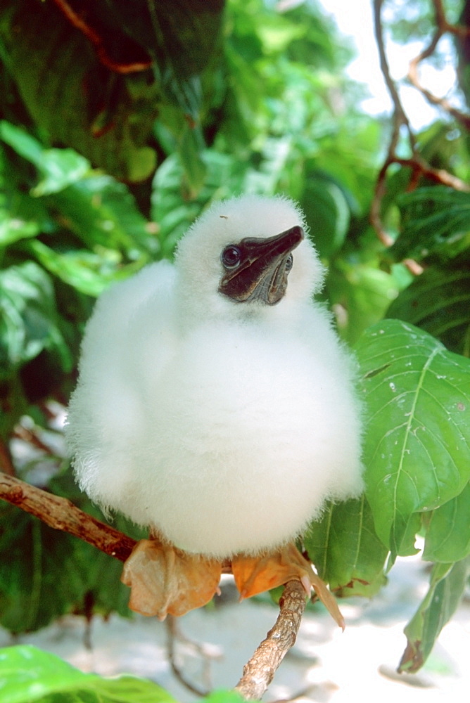 Booby, juvenile, Bird Island, Mili, Marshall Islands, Pacific