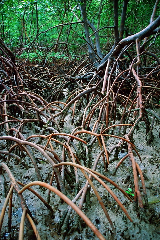 Native mangrove, Itamarac, Pernambuco, Brazil, South America