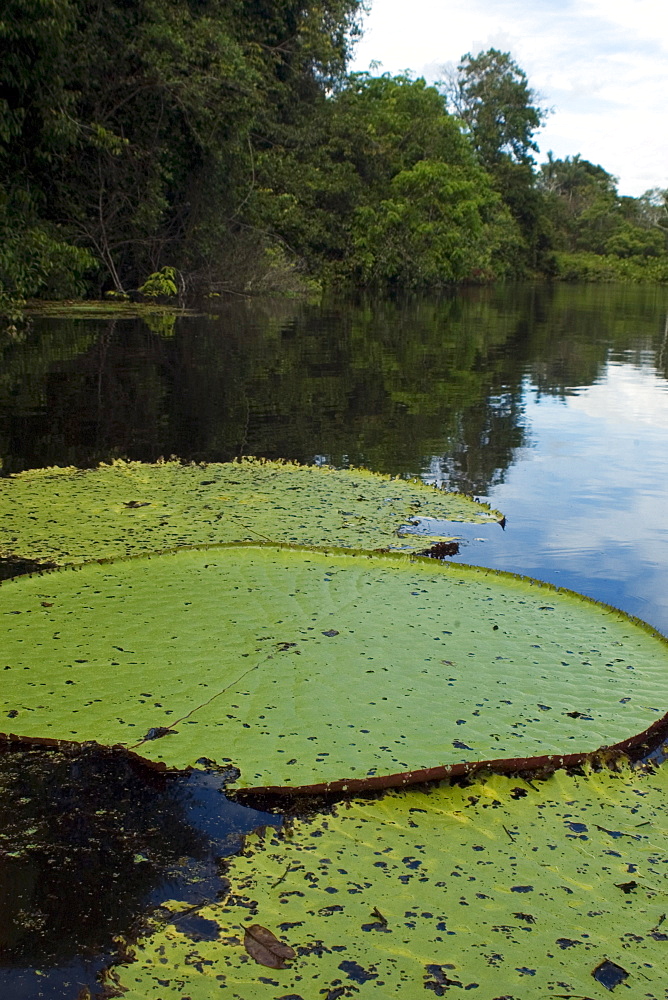 Wild Victoria regia (waterlily) (Victoria amazonica), the largest of all lilies, Mamiraua sustainable development reserve, Amazonas, Brazil, South America