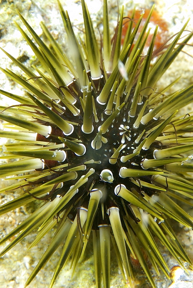 Sea urchin (Parasalenia gratiosa), Malapascua, Cebu, Philippines, Southeast Asia, Asia