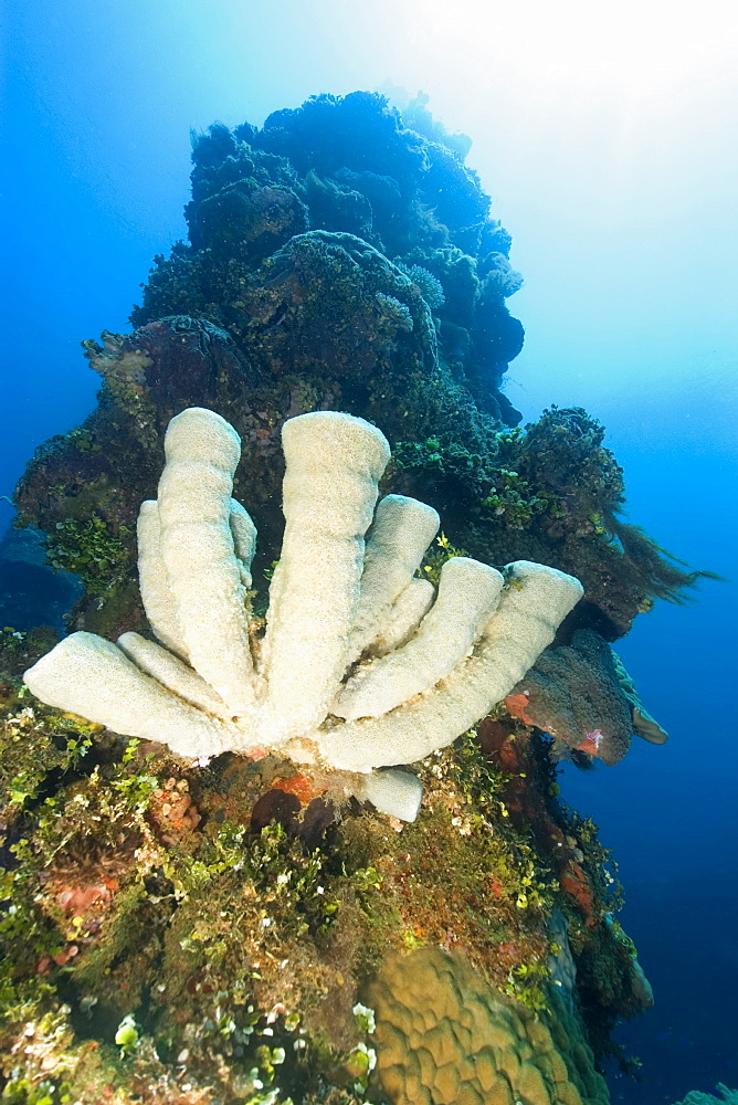 Vase sponges attached to the external structure of the Fujikawa Maru, Truk lagoon, Chuuk, Federated States of Micronesia, Caroline Islands, Micronesia, Pacific Ocean, Pacific