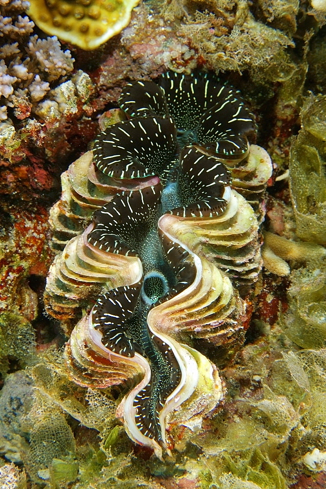 Giant fluted clam (Tridacna squamosa), Namu atoll, Marshall Islands, Pacific