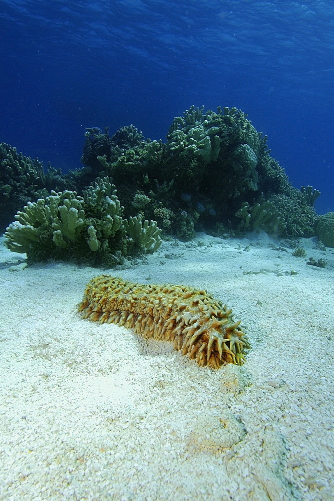 Giant sea cucumber (Thelenota ananas), Namu Atoll,  Marshall Islands, Pacific