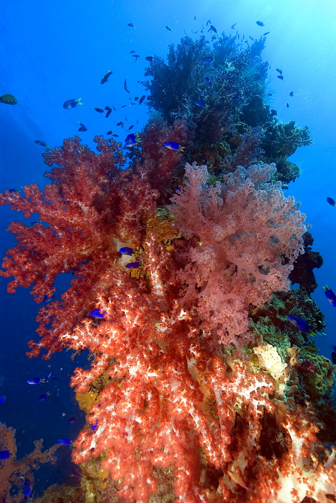 Mast encrusted with soft coral (Dendronephthya sp.), Shinkoku Maru, Truk lagoon, Chuuk, Federated States of Micronesia, Caroline Islands, Micronesia, Pacific Ocean, Pacific