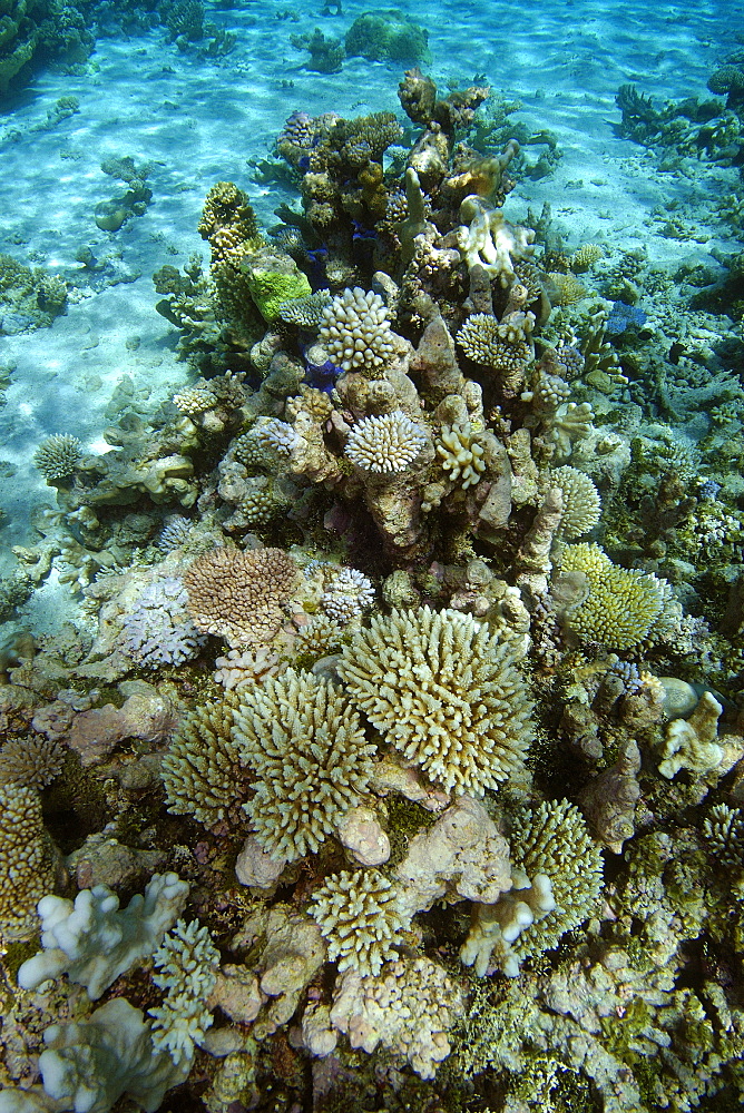 Shallow coral reef on sandy bottom, mainly Acropora spp. and Pocillopora spp., Namu atoll, Marshall Islands, Pacific
