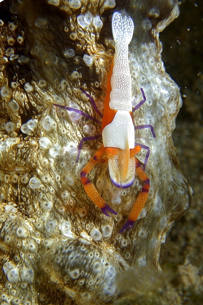 Emperor shrimp (Periclimenes imperator) on synaptid sea cucumber, Masaplod, Negros, Philippines, Southeast Asia, Asia