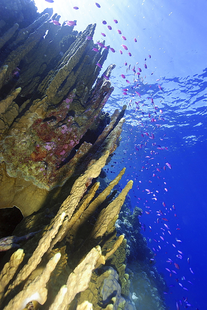 Fire coral (Millepora platyphylla) and schooling purple queen anthias (Pseudanthias pascalus), Ailuk atoll, Marshall Islands, Pacific