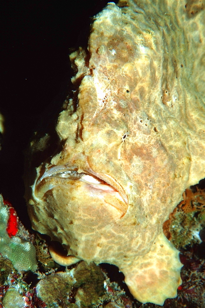 Commerson's frogfish (Antennarius commersoni), Palea Point, Oahu, Hawaii, United States of America, Pacific