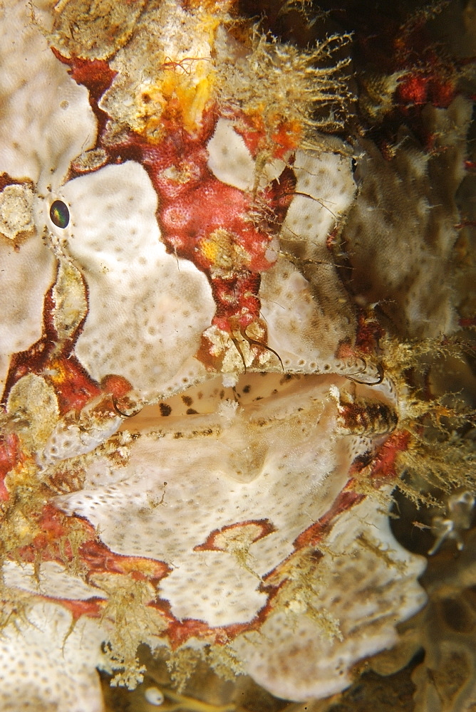 Giant frogfish (Antennarius commersoni), head detail, Puerto Galera, Mindoro, Philippines, Southeast Asia, Asia