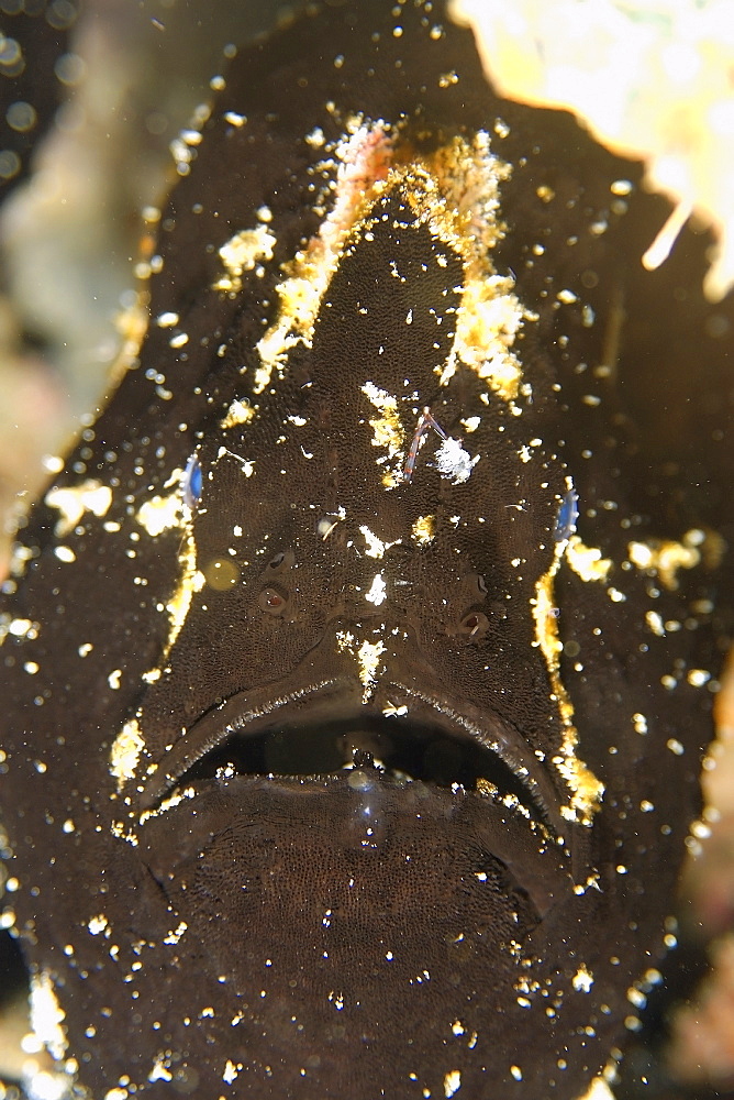 Giant frogfish (Antennarius commersoni), black phase, head detail, Puerto Galera, Mindoro, Philippines, Southeast Asia, Asia