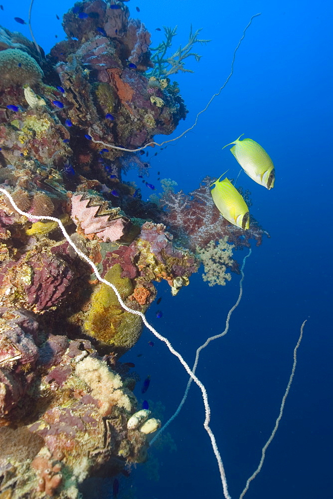 Pair of masked rabbitfish (Siganus puellus) swimming over mast encrusted with coral, Shinkoku Maru, Truk lagoon, Chuuk, Federated States of Micronesia, Caroline Islands, Micronesia, Pacific Ocean, Pacific