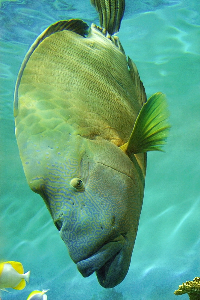 Humphead wrasse (Cheilinus undulatus), vulnerable species  found in the Indo-Pacific Oceans, photo taken in captivity