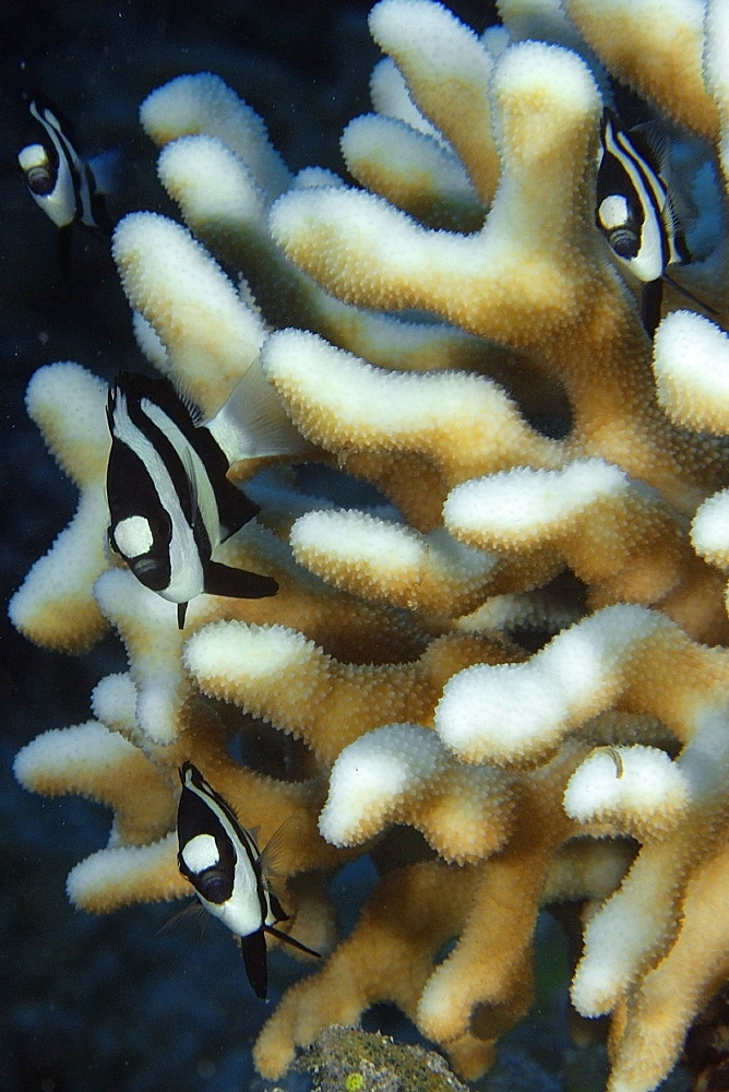 Humbug dascyllus (Dascyllus aruanus) sheltered in cat's paw coral (Acropora palifera), Namu atoll, Marshall Islands, Pacific