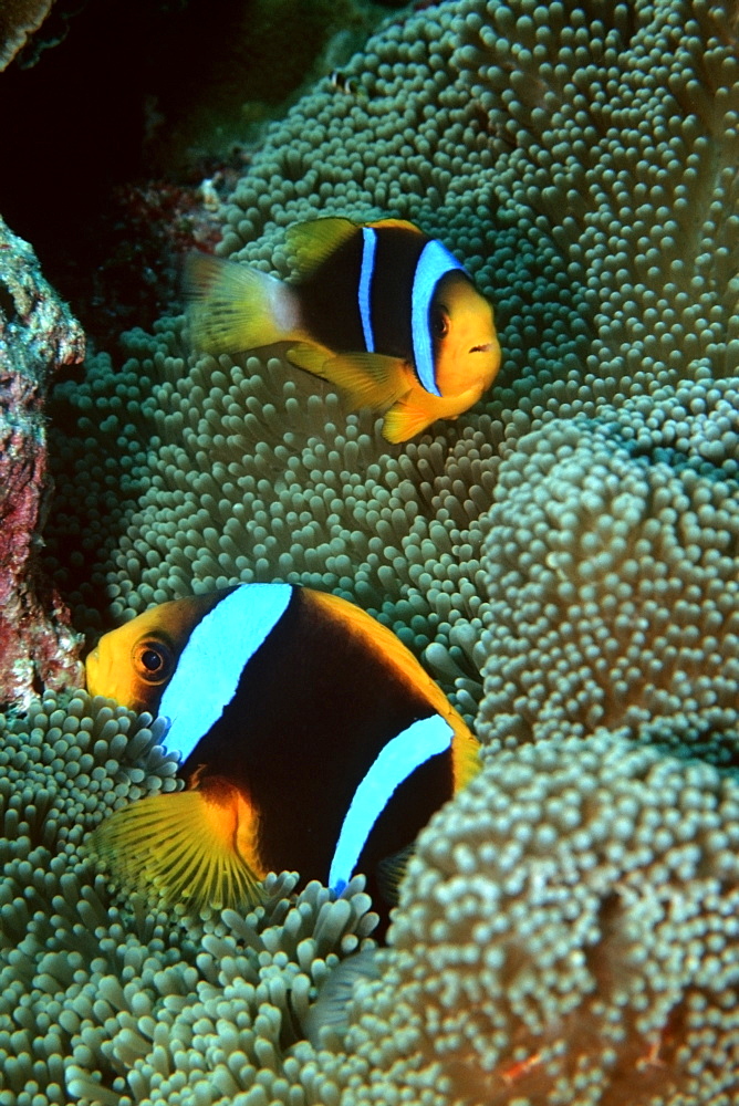 Orangefin anemonefish (Amphiprion chrysopterus), Mili, Marshall Islands, Pacific