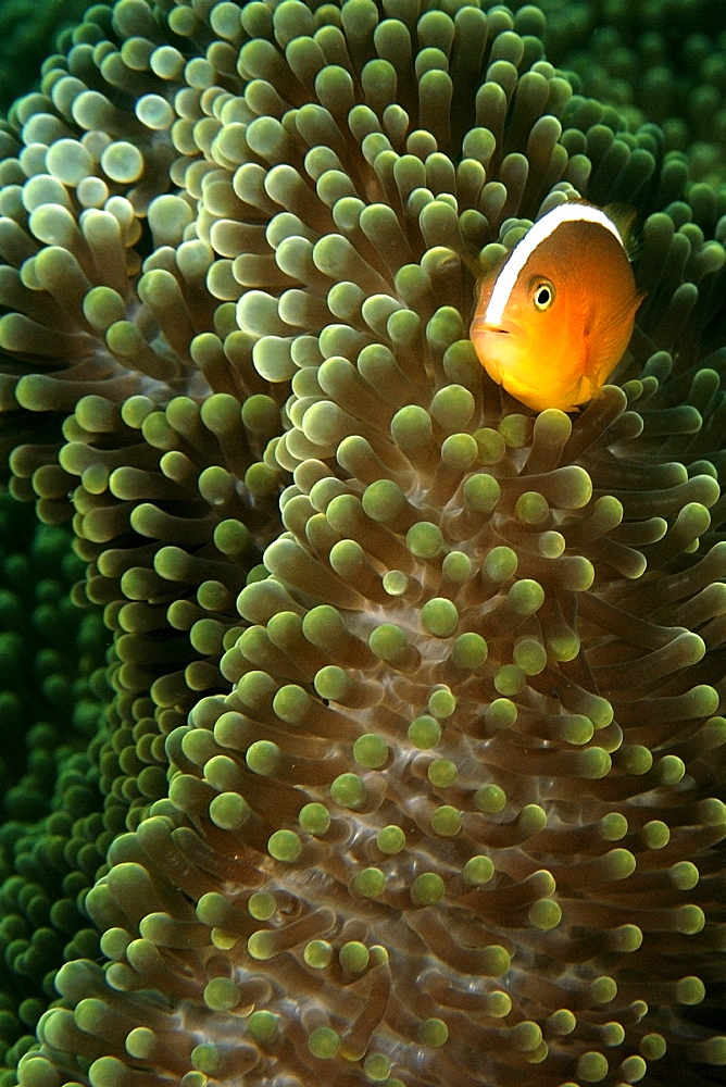 Orange anemone fish (Amphiprion sandaracinos) and Merten's sea anemone (Stichodactyla mertensii), Dauin, Dumaguete, Negros Island, Philippines, Southeast Asia, Asia