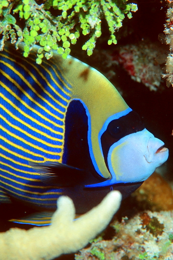 Emperor angelfish (Pomacanthus imperator), Rongelap, Marshall Islands, Pacific