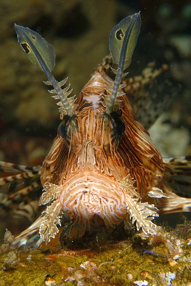 Common lionfish (Pterois volitans), close-up, Sabang wreck, Puerto Galera, Mindoro, Philippines, Southeast Asia, Asia