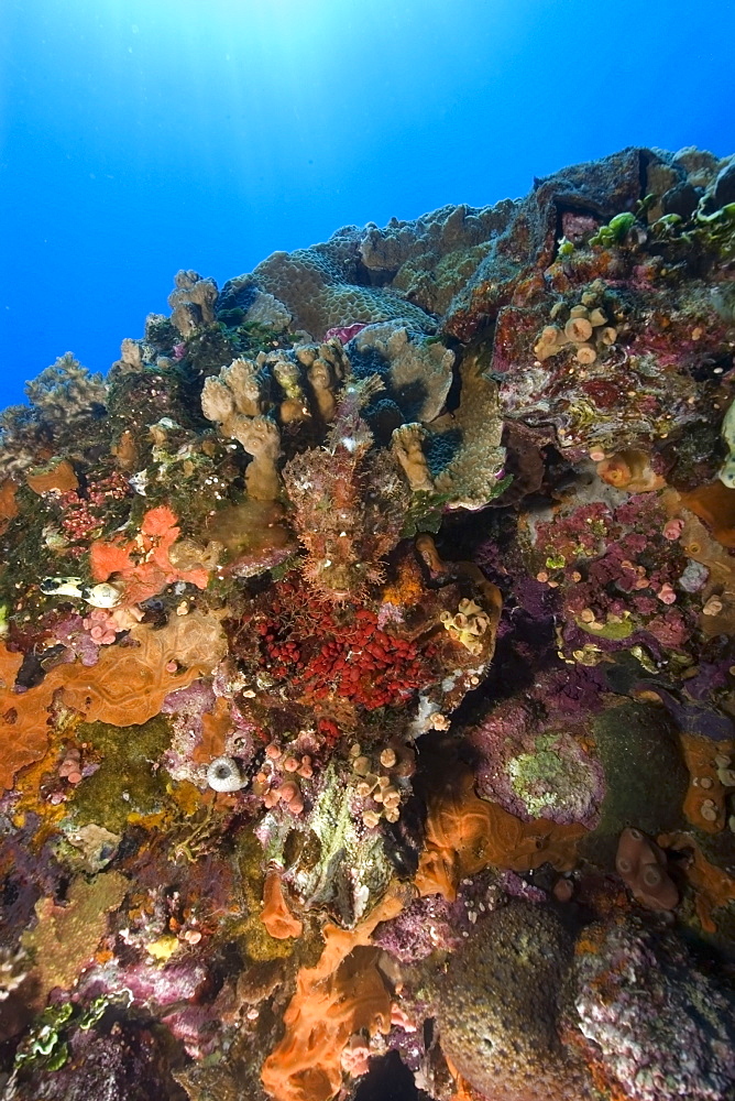 Scorpionfish,  Scorpaenopsis sp., rests on the bow of the Fujikawa Maru encrusted with sponges corals and ascidians, Truk lagoon, Chuuk, Federated States of Micronesia, Caroline Islands, Micronesia, Pacific Ocean, Pacific