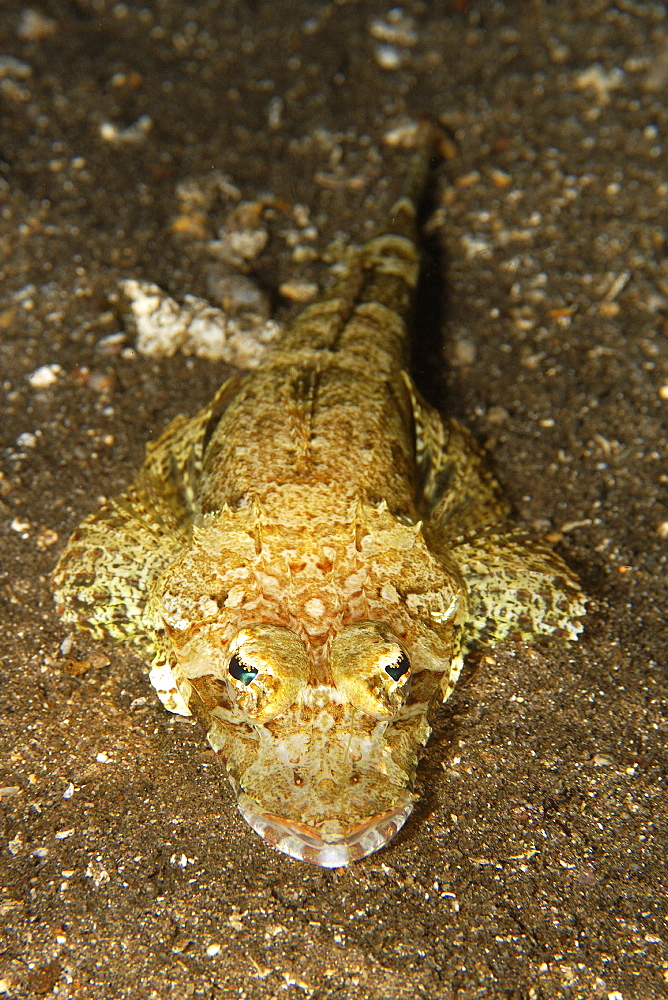 Longsnout flathead (Thysanophrys chiltonae), Dumaguete, Negros, Philippines, Southeast Asia, Asia