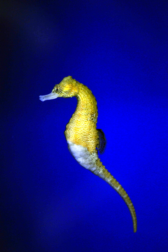 Seahorse (Hippocampus erectus) in captivity, Hawaii, United States of America, North America