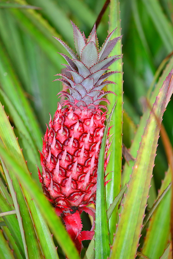 Pineapple (Ananas comosus), Oahu, Hawaii, United States of America, North America