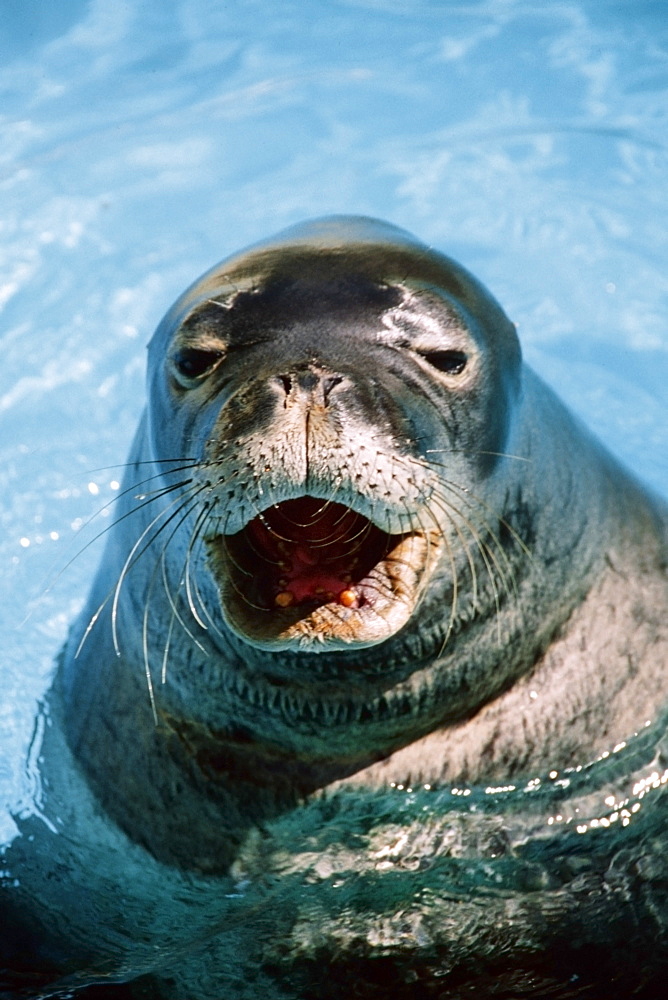 Hawaiian monk seal (Monachus schauinslandi), Sea Life Park, Oahu  Hawaii, United States of America, Pacific