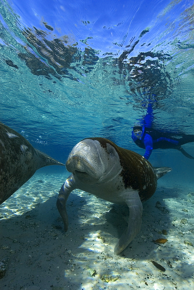 Free diver observes Florida manatee (Trichechus manatus latirostrus), Crystal River, Florida, United States of America, North America