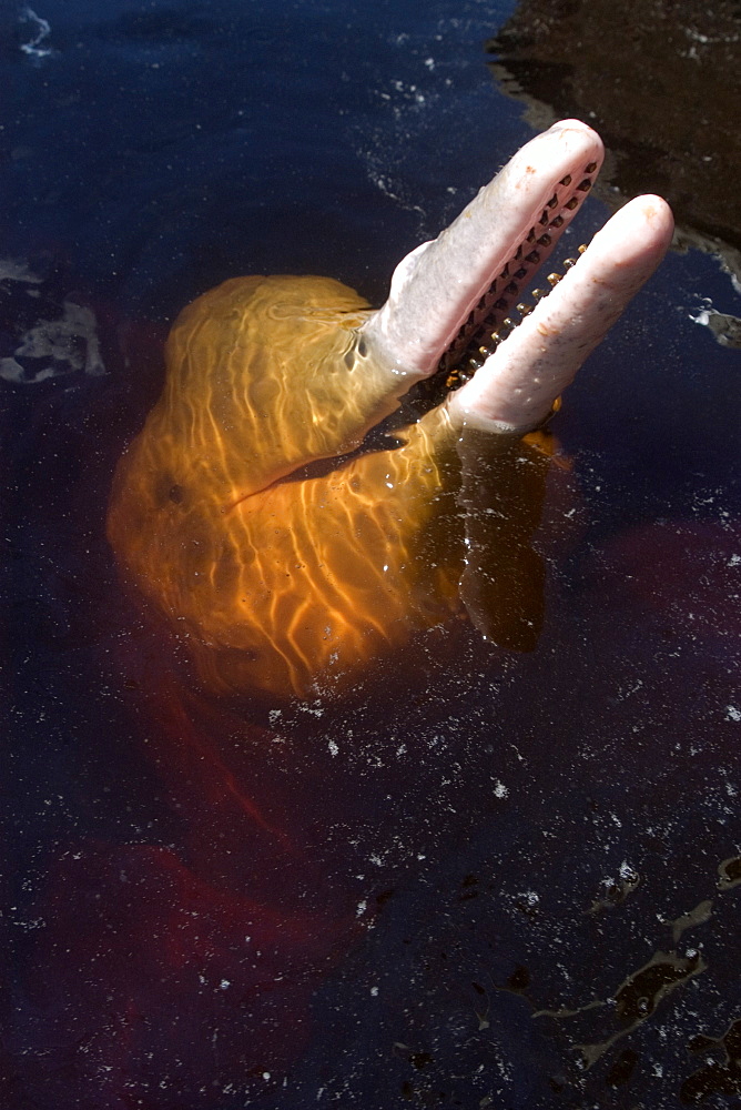 Pink river dolphin (boto) (Inia geoffrensis), Negro River, Amazonas, Brazil, South America