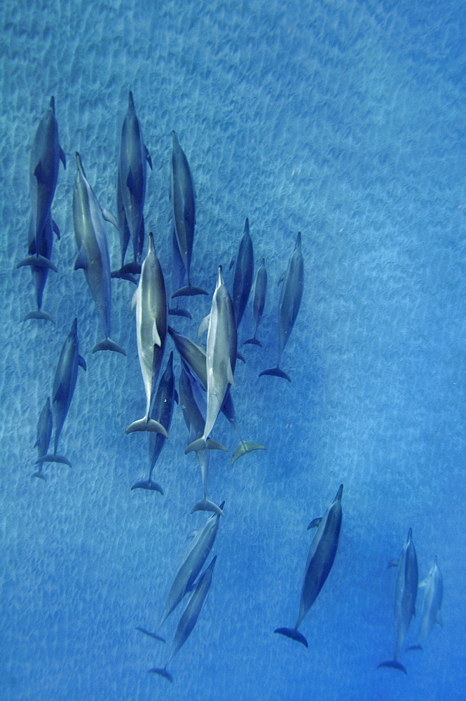 Spinner dolphins (Stenella longirostris), Kealakekua Bay, Captain Kook, Big Island, Hawaii, United States of America, Pacific