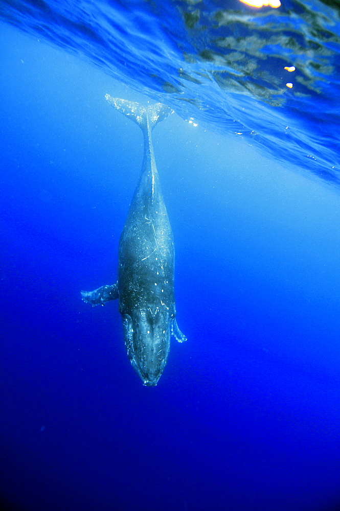 Young humpback whale (Megaptera novaeangliae) underwater, Pacific Ocean, Pacific