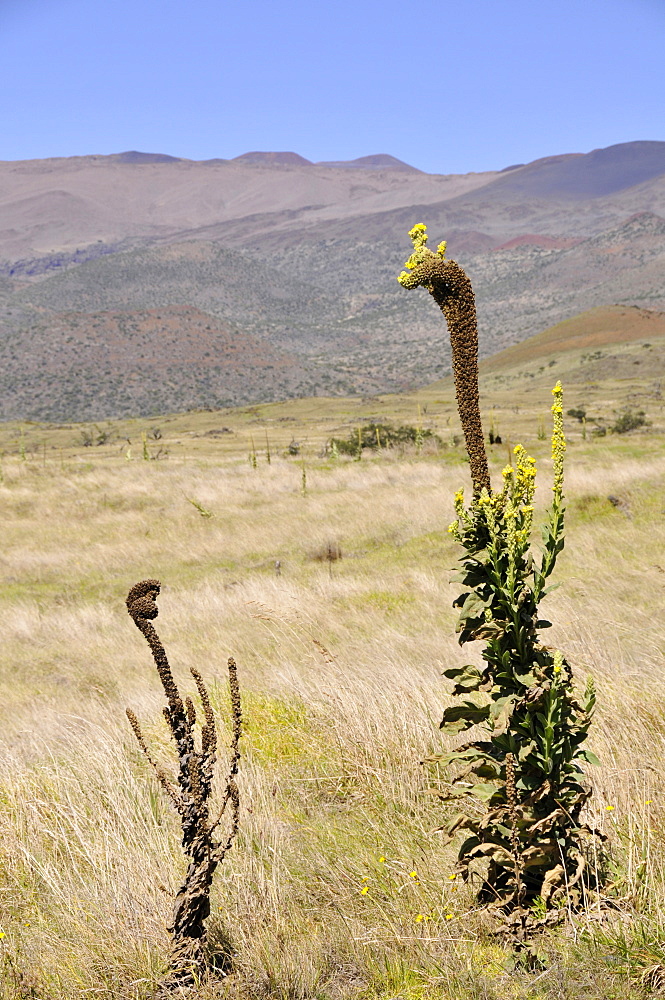 Mullein (Verbascum thapsus), Mauna Kea, Big Island, Hawaii, United States of America, Pacific