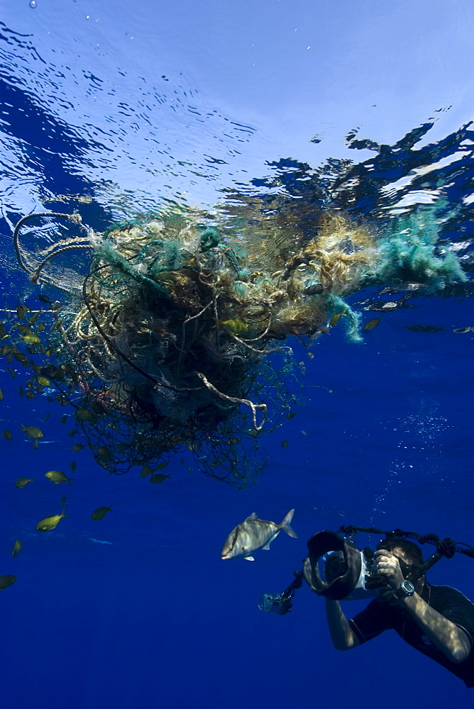 Photographer Masa Ushioda photographs almaco jack (Seriola rivoliana), offshore near Kailua-Kona, Hawaii, United States of America, Pacific