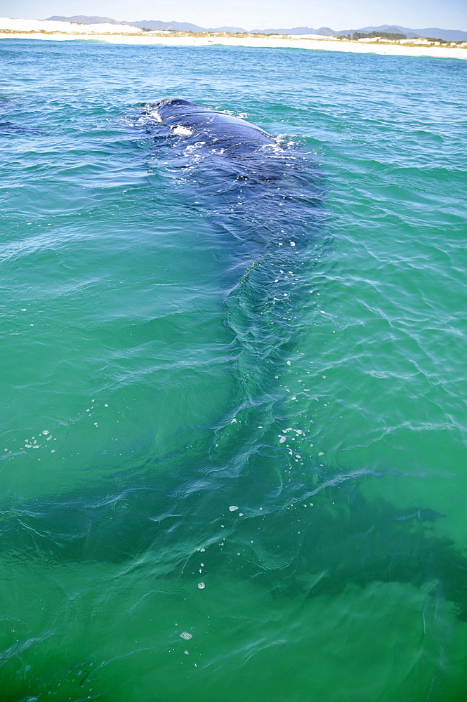 Southern right whale (Eubalaena australis) underwater near beach, Imbituba, Santa Catarina, Brazil, South Atlantic, South America