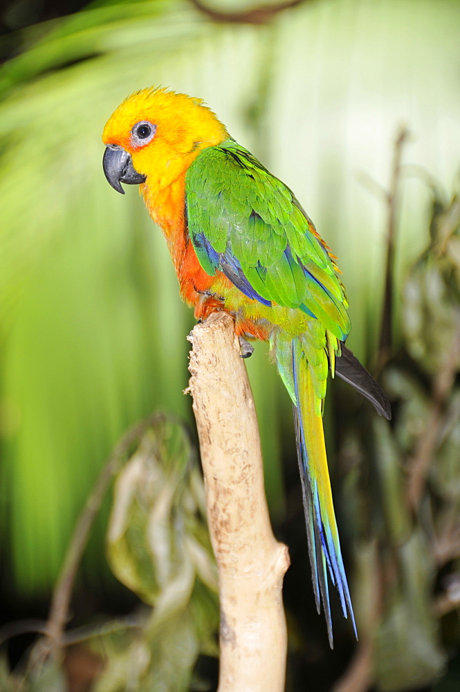 Jandaya parakeet (Aratinga jandaya), Foz do IguaÂµu, Parana, Brazil, South America