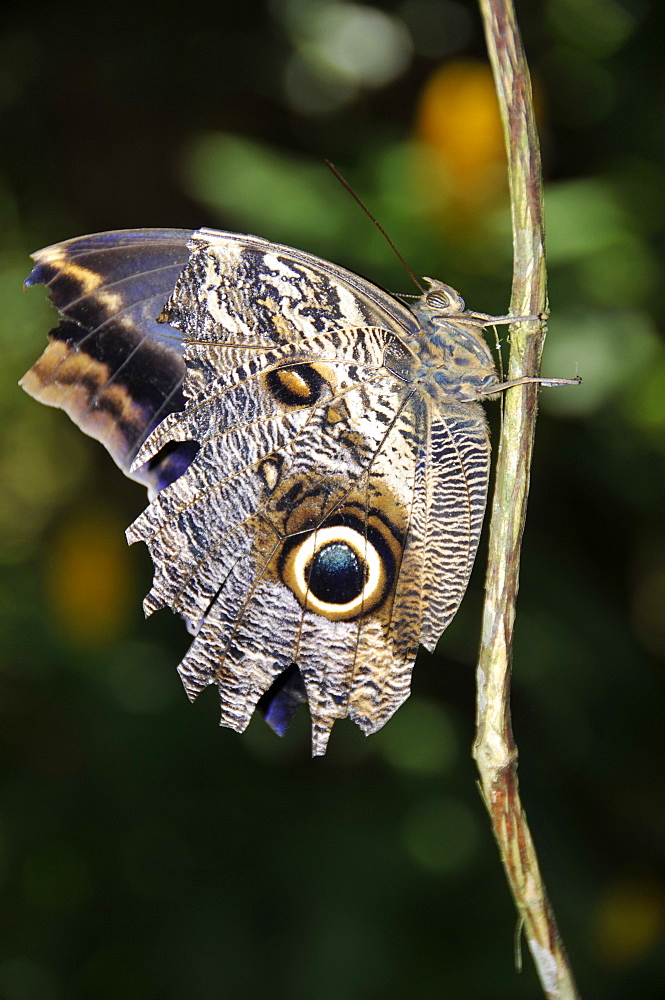 Butterfly (Caligo brasiliensis), Foz do IguaÂµu, Parana, Brazil, South America