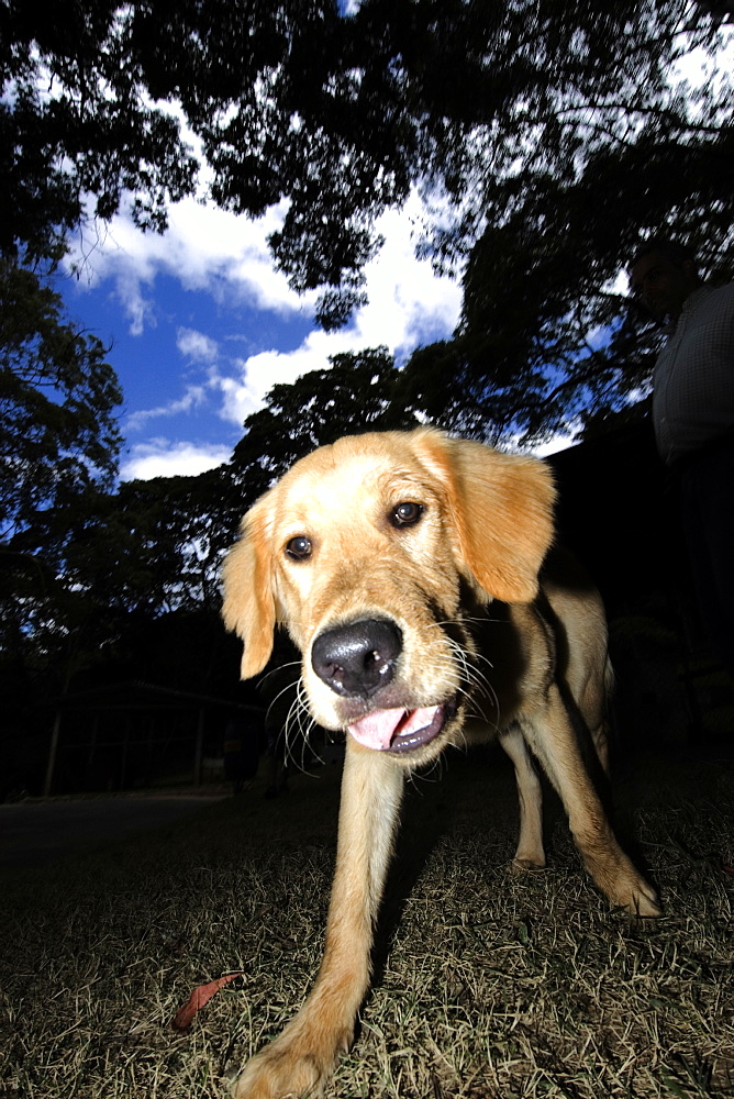 Golden retriever dog having fun outdoors, Vicosa, Minas Gerais, Brazil, South America